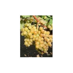 포도, 화이트 수입 햇수확 상품 500 gr /...